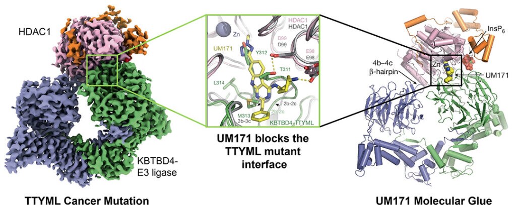 Cryo EM structure of UM171 molecular glue bound to mutant KBTBD4–HDAC1.