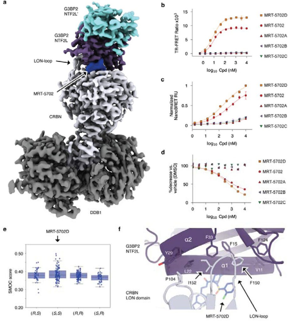 Cryo EM structure of CRBN–MRT-5702–G3BP2 ternary complex, ready for targeted protein degradation.