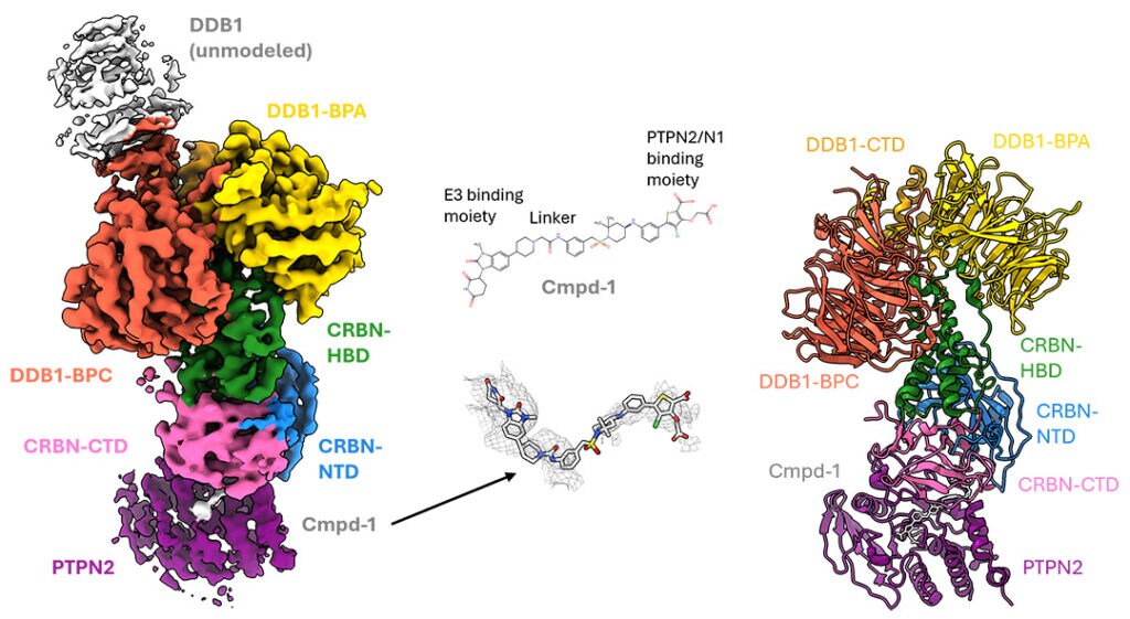 Cryo EM structure showing binding of hetero-bifunctional degrader Cmpd-1 to PTPN2-N1 for targeted protein degradation.