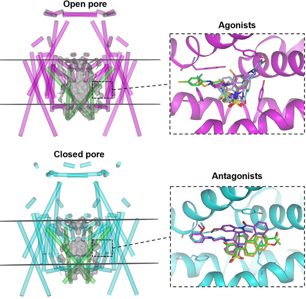 Cryo EM structure of the TRPML1 ion channel determined for fragment based drug discovery