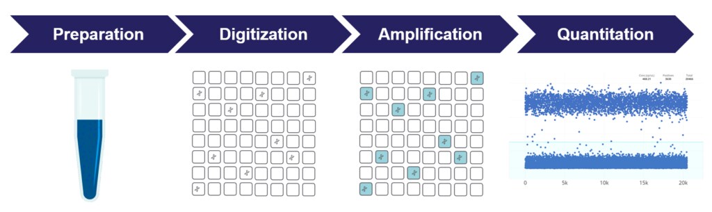 Digital PCR workflow graphic showing flow of Preparation to Digitization to Amplification to Quantification