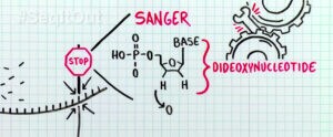 Sanger Sequencing