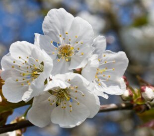 White cherry blossoms on a blue background