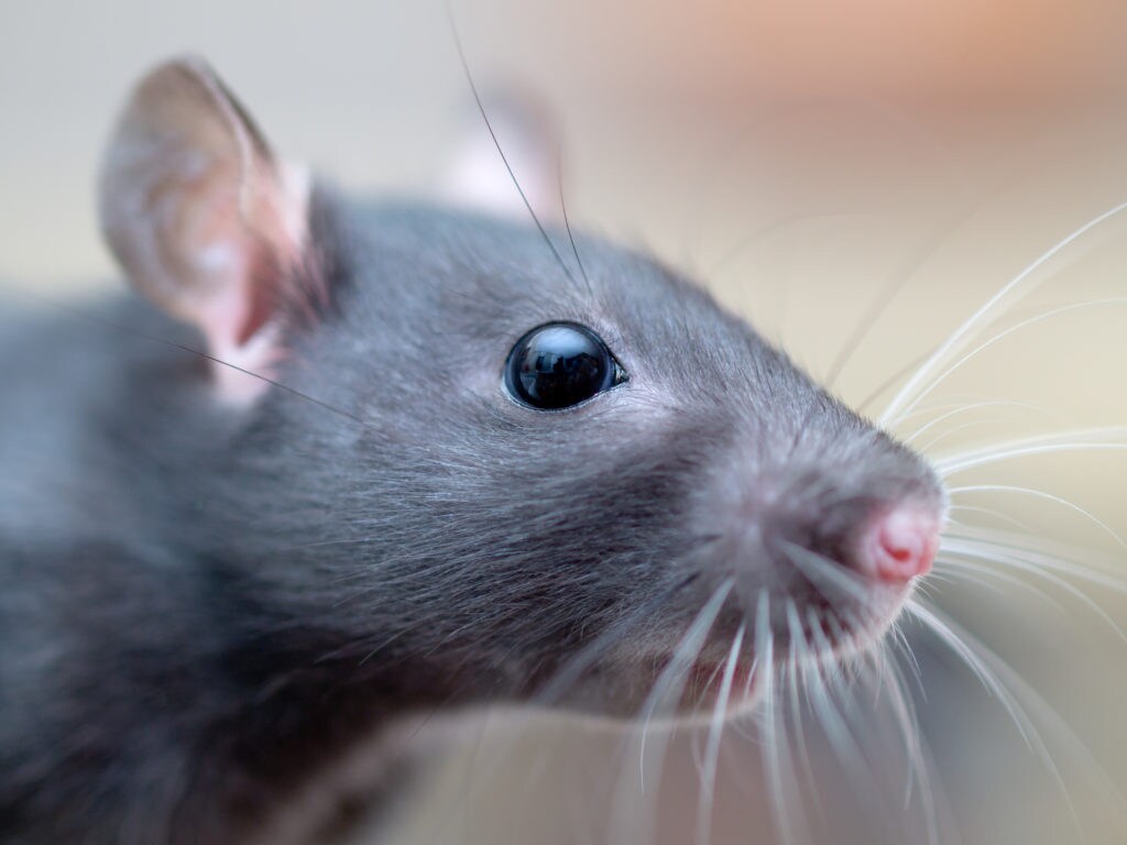 Lab rat
