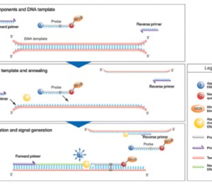 TaqMan Assays diagram and informational breakdown of their components and how they work.