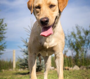 A golden-colored dog stands on grass with trees in the background against a blue sky, looking into the camera with its tongue hanging out.