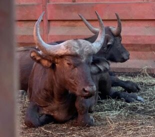 African buffalo can relax in an enclosure before being tested for bovine tuberculosis