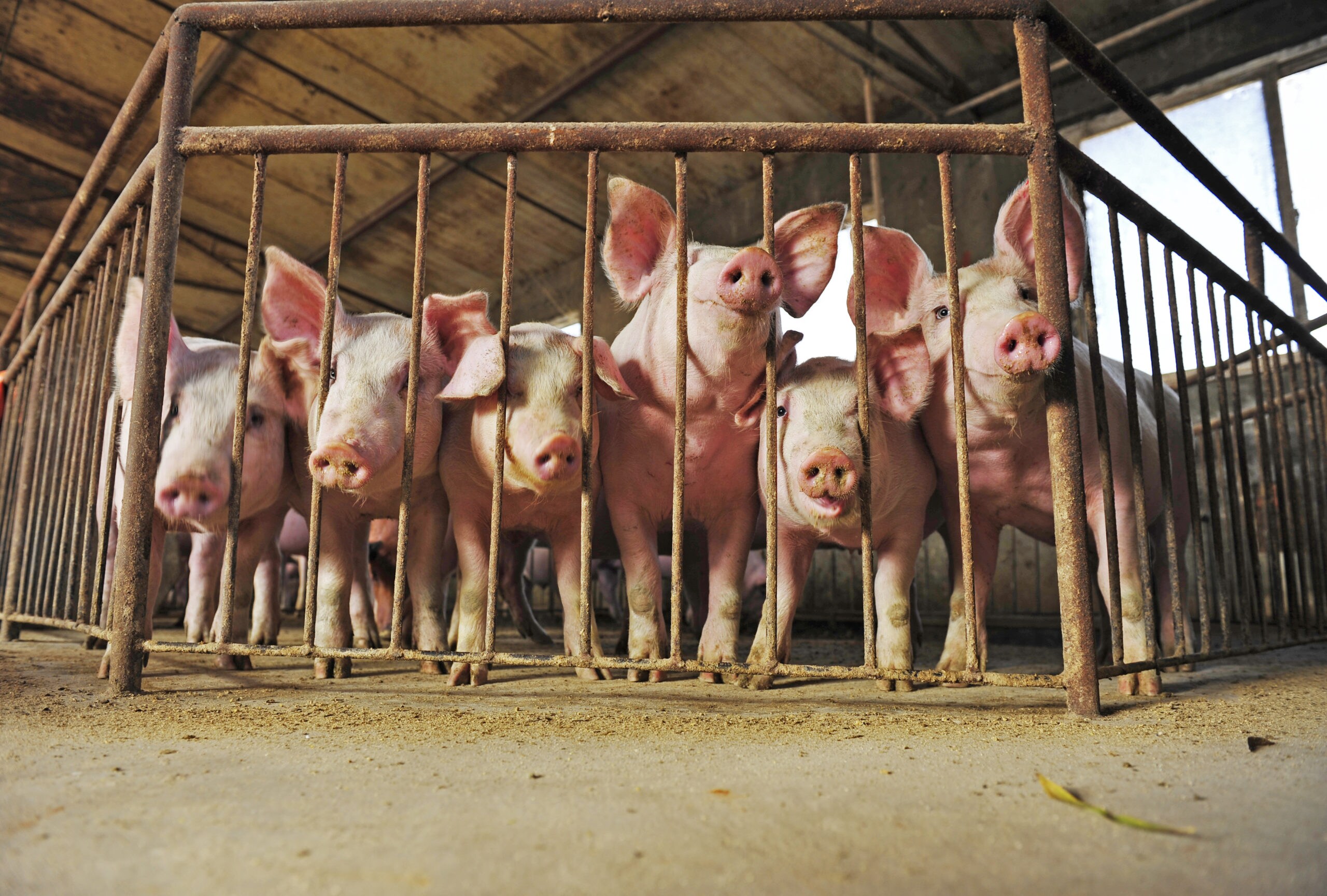 Pigs Pigs wait in a pen