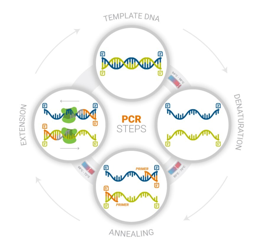A graphic shows the steps of PCR