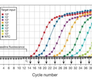 qPCR curves on a graph
