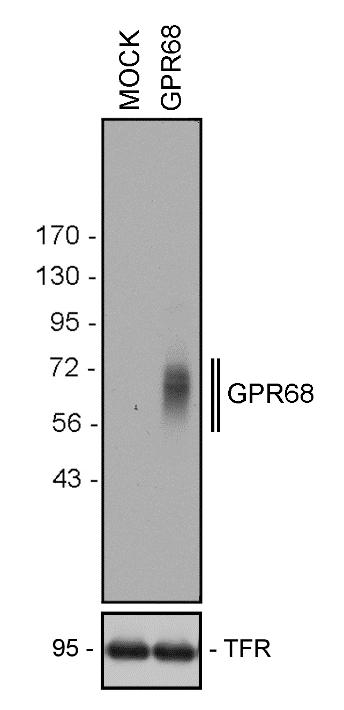 GPR68 Recombinant Rabbit Monoclonal Antibody (16H23L16)