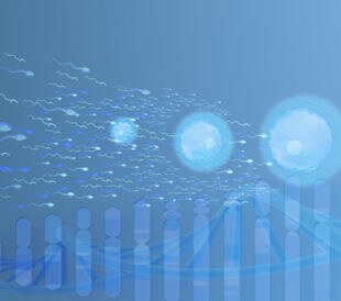 A graphic shows sperm swimming toward eggs