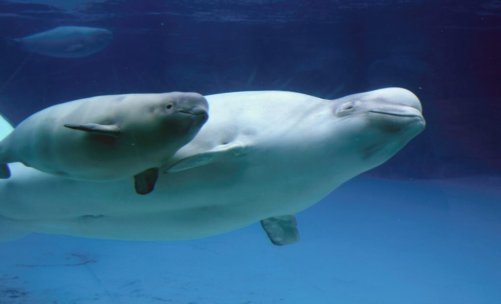 Beluga whale mother and calf swimming together in Arctic blue water.
