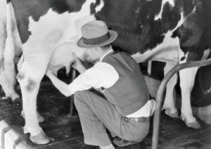 Veterinarian checking dairy cow udders