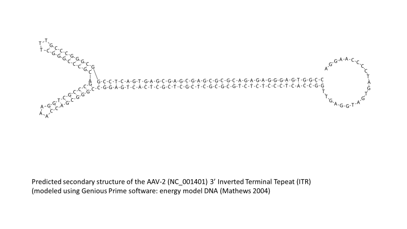 scientific diagram of secondary structure of the AAV-2 3' ITR predicted with Biomatters Geneious Prime energy model