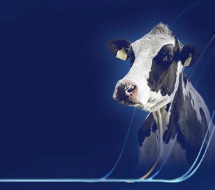 Concept image of cow and data.