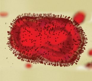 Sequencing the monkeypox genome