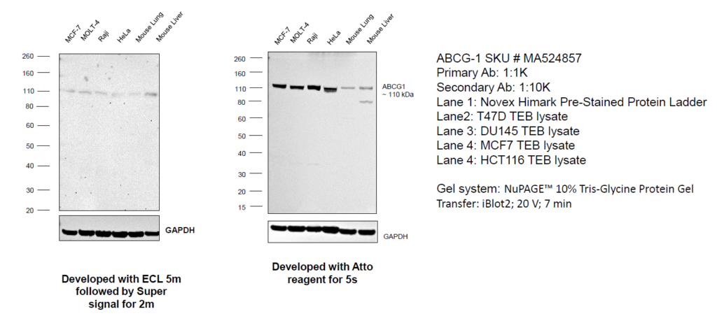 western blotting detection