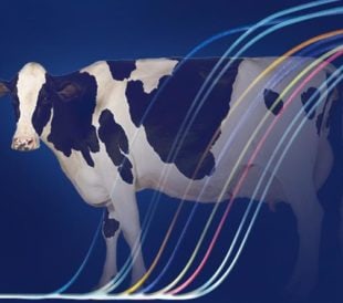 concept art cow and colored data lines