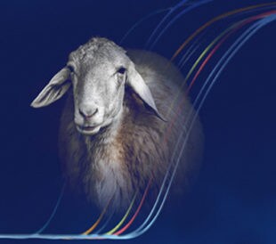 concept art of sheep