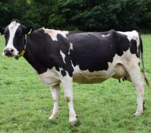 black and white dairy cow standing in a green grassy field