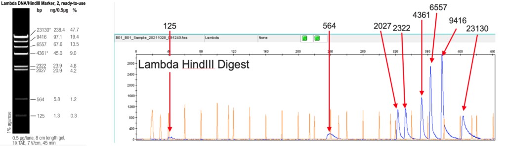 graph lambda hind iii digest