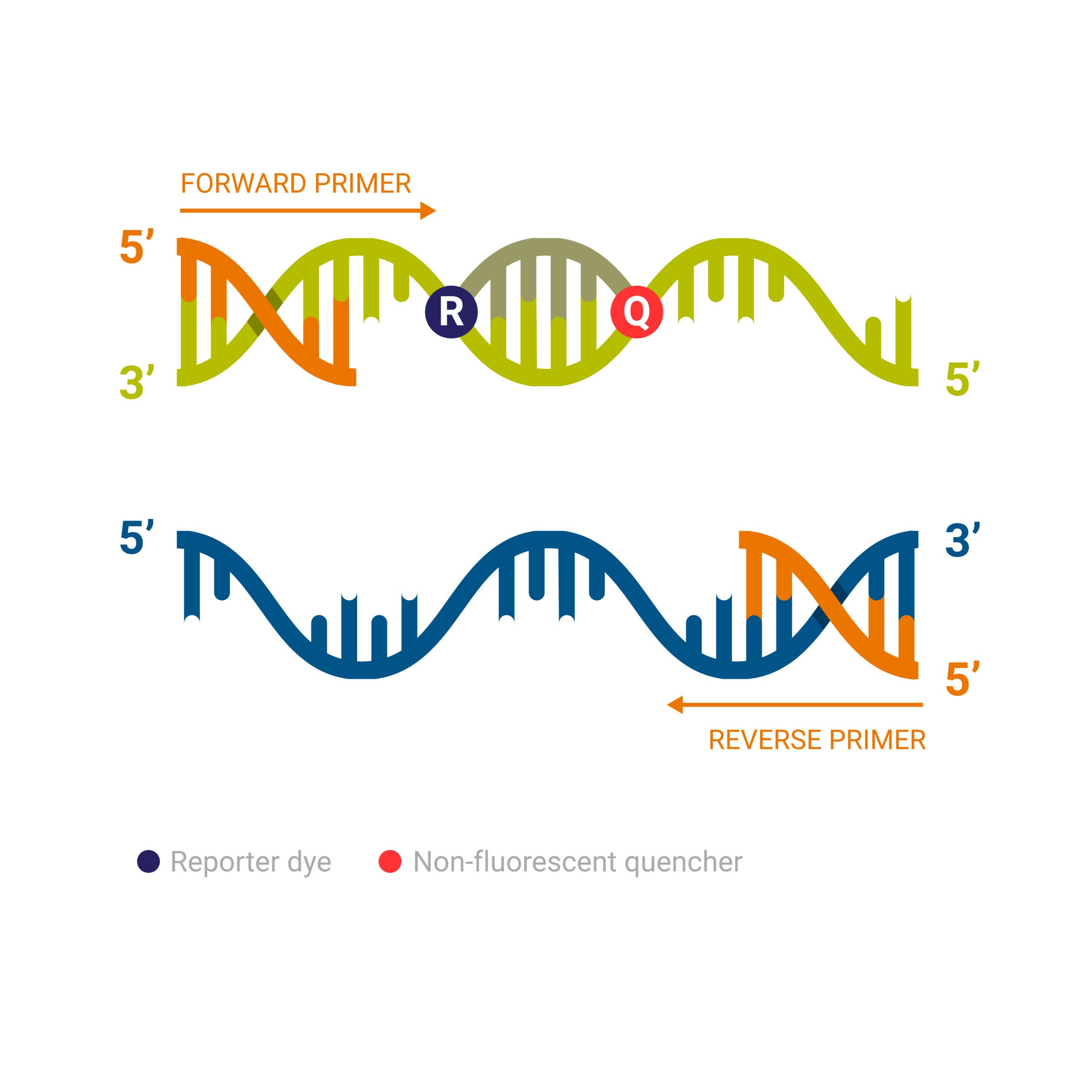 Forward and reverse primers