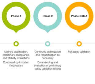 An example of an incremental approach for stage-specific assay development for cell therapy characterization is described