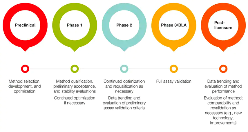 An example of an incremental approach for stage-specific assay development for cell therapy characterization is described 