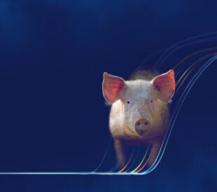 Portrait of a pig with a on a dark background