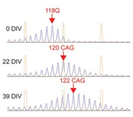 CAG repeat sizing in cell line models of Huntington's disease using CE