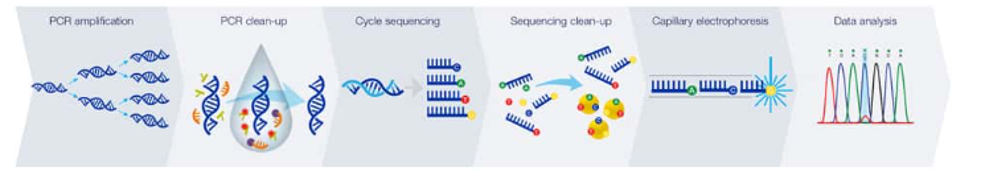 Sanger sequencing workflow overview