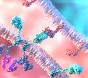 CAR T-Cell Therapy. T-Cell binding to a tumor cell using Chimeric Antigen Receptor (CAR)