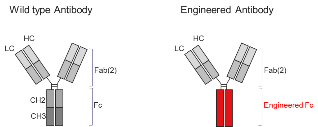 Schematic representation of the wild type (WT) and engineered antibody