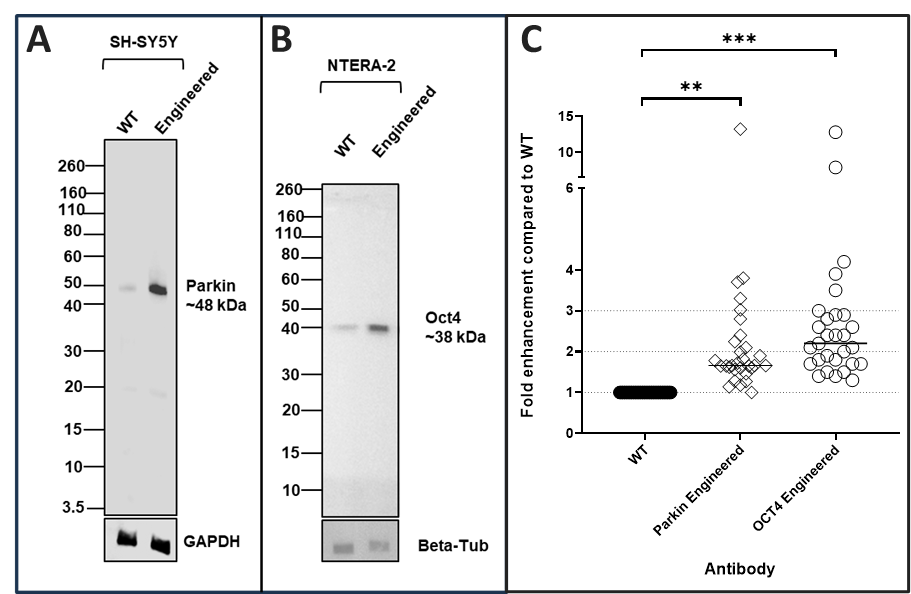 Figure 2: Recombinant antibody testing data in western blot for Parkin and OCT4 Recombinant Rabbit Monoclonal Antibodies (Product # 740019R and 740020R, respectively).