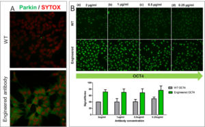 Recombinant antibody testing data in immunocytochemistry for Parkin (A) and OCT4 (B) Recombinant Rabbit Monoclonal Antibody (Product # 740019R and 740020R)