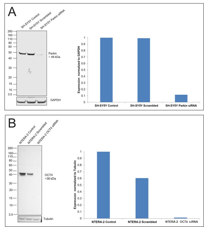 Figure 4: Specificity testing data in western blot for Parkin and OCT4 Recombinant Rabbit Monoclonal Antibody (Product # 740019R and 740020R)