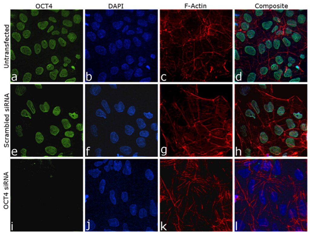 Specificity testing data in immunocytochemistry for OCT4 Recombinant Rabbit Monoclonal Antibody (Product # 740020R)