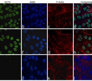 Specificity testing data in immunocytochemistry for OCT4 Recombinant Rabbit Monoclonal Antibody (Product # 740020R)