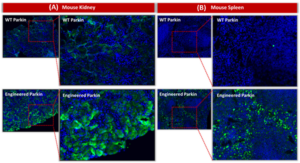 Immunohistochemical analysis of Parkin