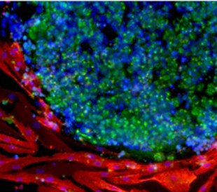 Infrared image of a reprogrammed PSC colony
