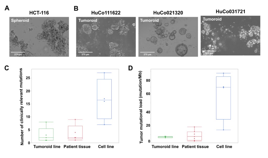 Characteristics of spheroid and tumoroid cancer models