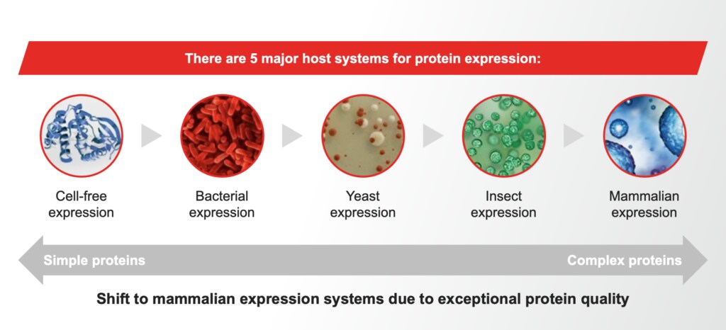 Protein expression