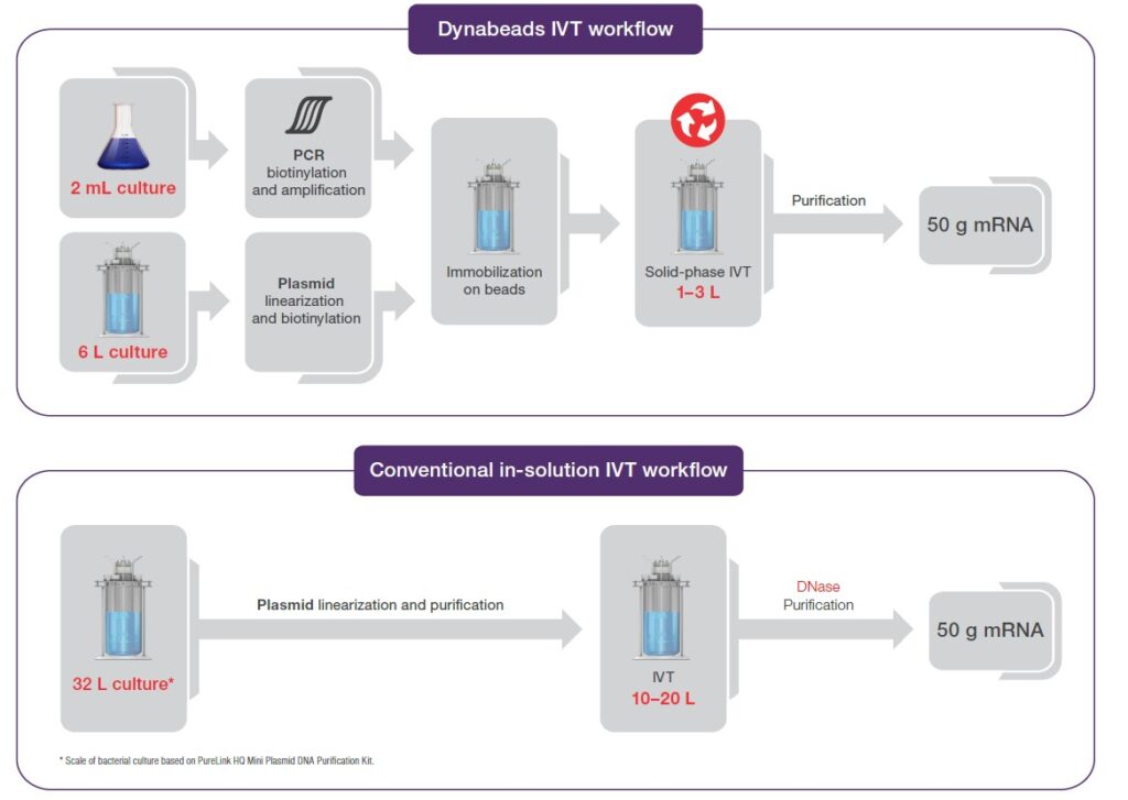Comparison between the Dynabeads magnetic beads IVT workflow and conventional in-solution IVT workflow