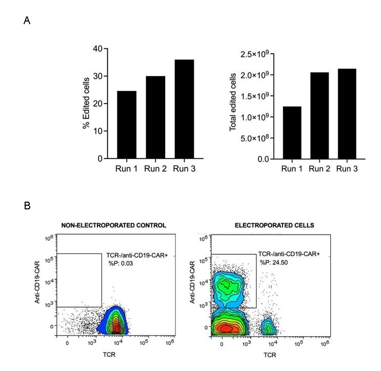 (A) Bar graphs showing % edited cells (left) and total edited cells (right) across three experimental runs (Run 1, Run 2, Run 3), with both metrics increasing across runs.(B) Flow cytometry density plots comparing non-electroporated control (left, 0.03% CAR+ cells) and electroporated cells (right, 24.50% CAR+ cells). The electroporated cells show a higher population of TCR/anti-CD19-CAR+ cells.