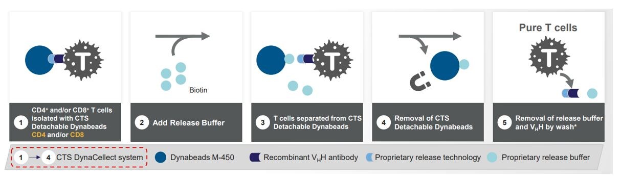 A five-step process diagram illustrating the CTS DynaCellect system for isolating and purifying T cells using CTS Detachable Dynabeads.