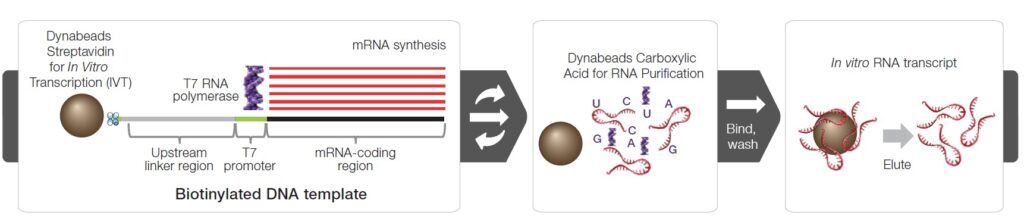 Workflow showing mRNA synthesis by solid-phase IVT and purification