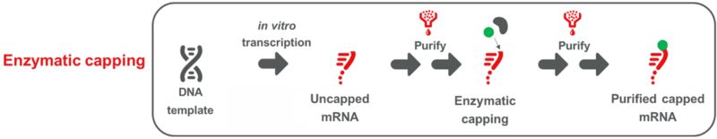 Diagram illustrating the workflow for enzymatic capping of IVT mRNA, showing multiple purification steps and the requirement for additional enzymes.