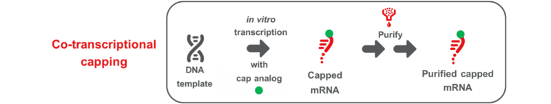 Diagram showing co-transcriptional capping of IVT mRNA, requiring one purification step and no extra enzymes.