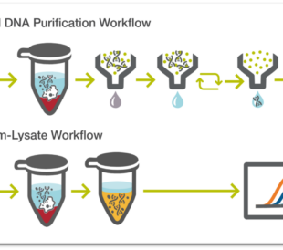 Comparison of traditional DNA purification workflow and direct-from-lysate workflow using DNA Extract All Reagents for SNP genotyping prior to qPCR.